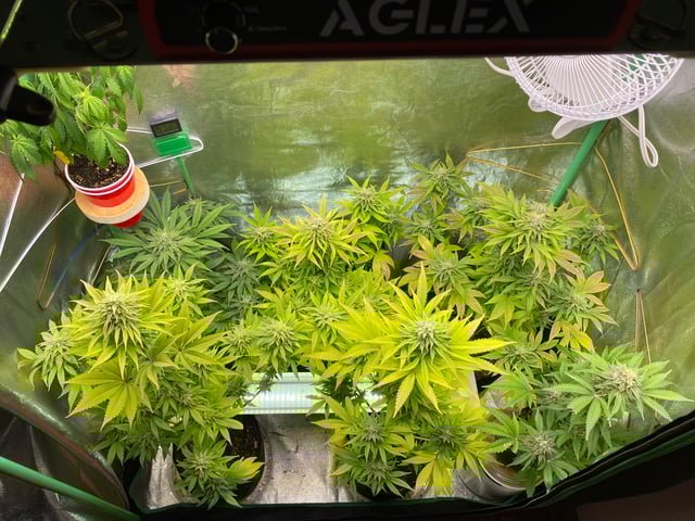The White X Run Away Bride #3 — flower, day 89