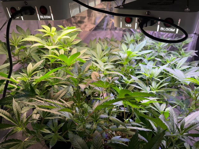 Green Gelato — flower, day 53