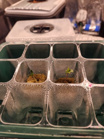 Wedding Cake Auto