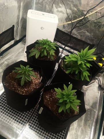 First Time Growing  — vegetative, day 17