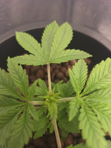 Blackberry Punch — vegetative, day 29