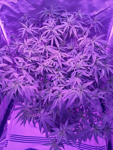 Purple Plum Perfect 💜 & 2 Grape Runtz 🍇 Mainlining garden.  — vegetative, day 220