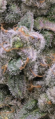 Maple Nectar  — flower, day 96