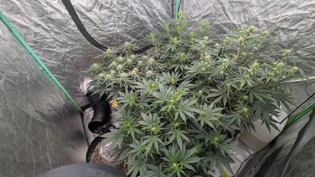 Perpetual Autoflower Mixed Grow #3 — vegetative, day 42