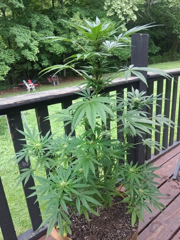 First Indoor Grow  — flower, day 87