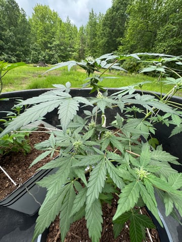 Quick One — flower, day 8