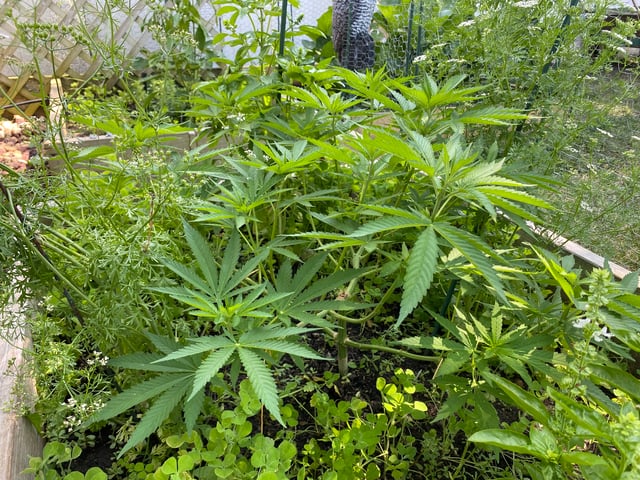 queen of soul X cap junky  — vegetative, day 81