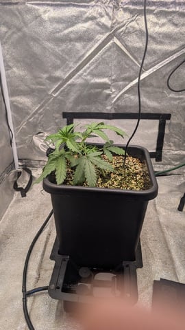 Lemon Cherry Gelato Auto — vegetative, day 25