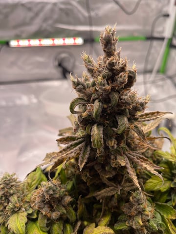 Phx_Freedom — flower, day 50