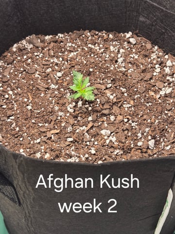1st grow — seedling_rooting, day 5