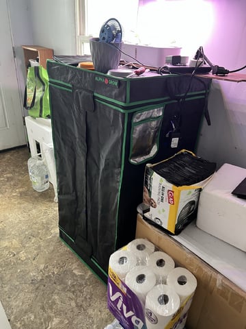 Veg And Auto-Bloom Room — grow_setup, day 2