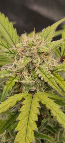 Back at it again!  — flower, day 1