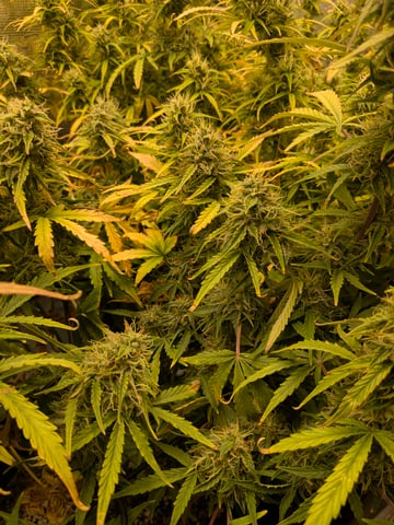 first grow — flower, day 60