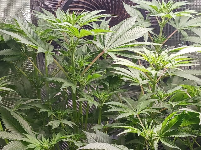 9lbhammer feminized  — flower, day 44