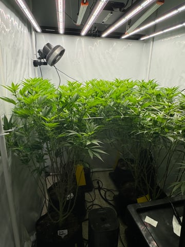 Permanent Marker, Gary Payton — flower, day 18