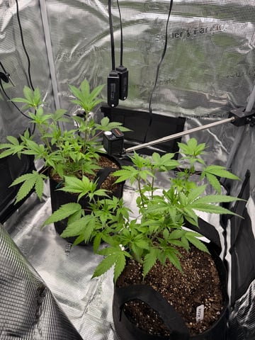  Trying to go big — vegetative, day 65