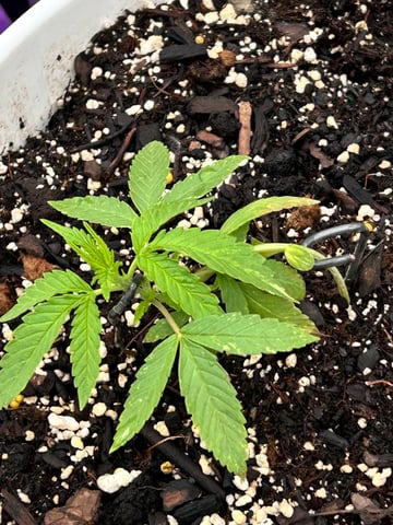 First ever grow — vegetative, day 33