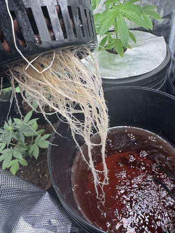 Round 1 — vegetative, day 33