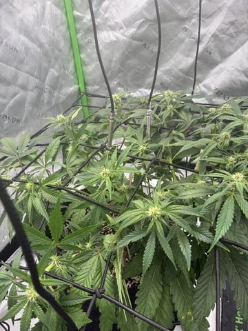 Comet Candy (Auto) 2026- 02 — flower, day 50