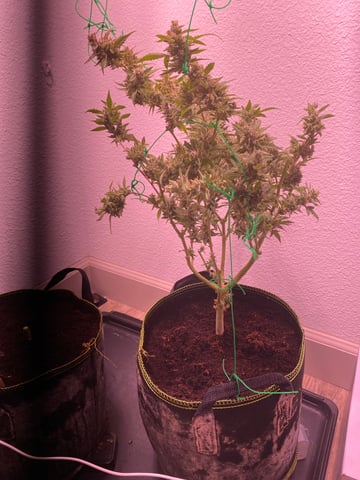 pineapple Express  — none, day 43