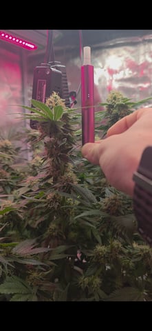 kooosher kush — flower, day 1