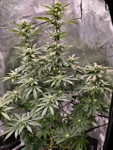 Northern lights #10 2nd plant (Selkies) — flower, day 67