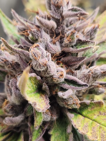 Another round of Mephisto Genetics from Schoolyard Crush and Do-si-delirium drops. — flower, day 81