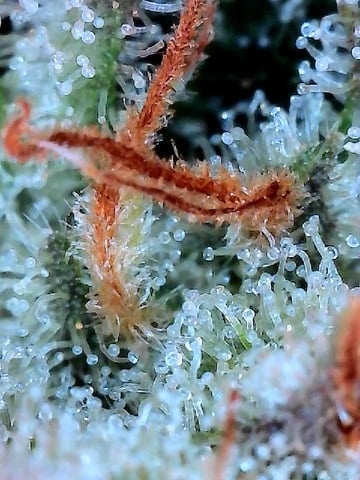 Gelly Mama and Sugar Tree — flower, day 214