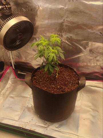 Give #2 A Chance... — flower, day 1