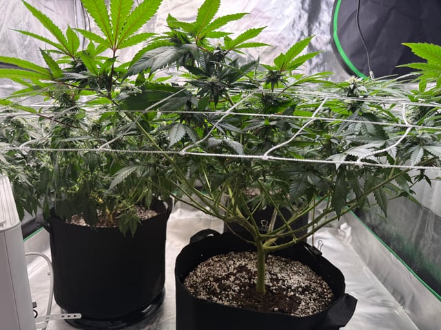 Green Gelato — flower, day 73