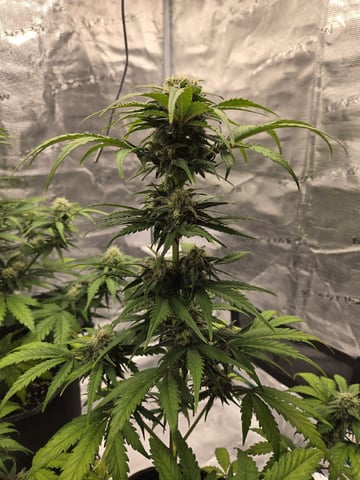 Mimosa Sunrise XXL 3x3 tent — flower, day 44