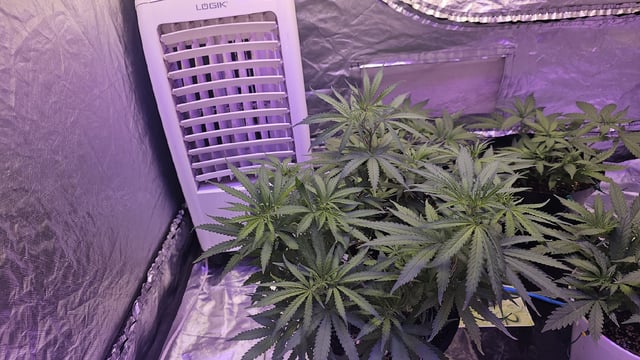 Amnesia Haze Run — flower, day 32