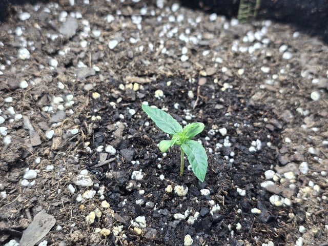 3rd Auto Grow — seedling_rooting, day 30