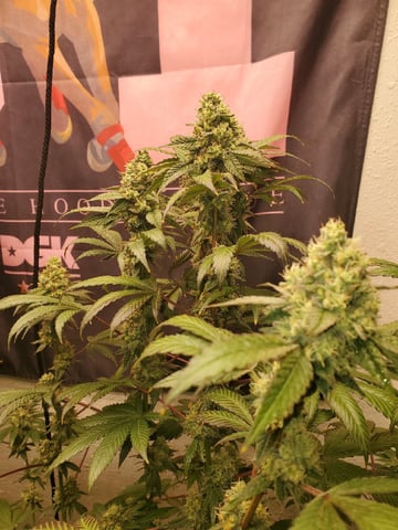 Multi Grow — vegetative, day 27