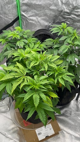 CB (Fem Photo) — vegetative, day 18