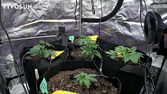 Auto Flower — vegetative, day 5