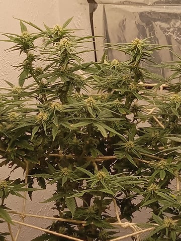 closet grow for veg with a.c infinity air intake fan .With no carbon filter just suction,and spider farmer sf 7000.Then a spider farmer sf tent 4×4×6.5with a G1500 l.e.d from spiderfarmer and spider farmer 6inch clip oscalating fan. — flower, day 47