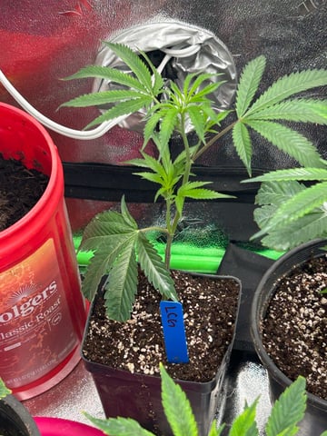 first indoor tent grow — vegetative, day 1