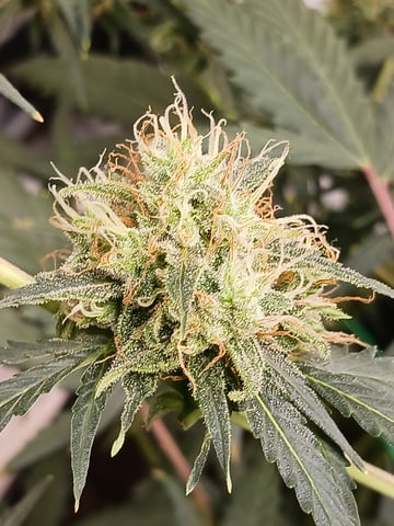 black gorilla feminized — flower, day 15