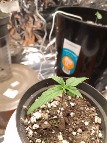 1st Grow - ROYAL MOBY (indoor)(photop.) — seedling_rooting, day 8