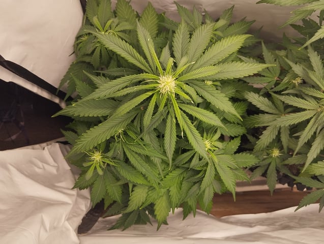 F1 apollo — flower, day 33