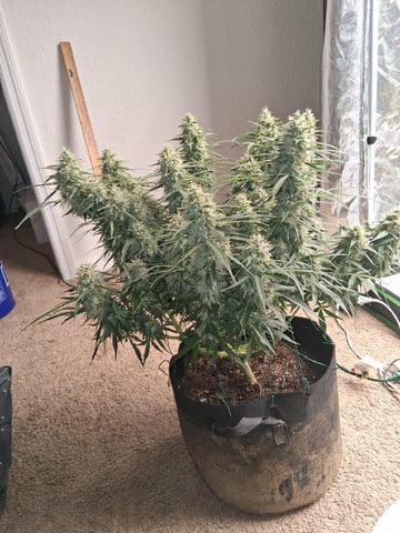 Seedman mix auto & seedman mix auto & GodFather OG — harvest, day 90