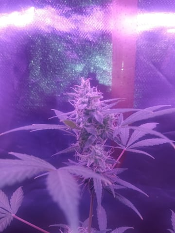 aurora auto — flower, day 97