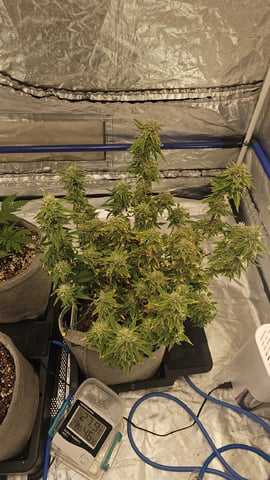 Autos For The Rest Of Winter 🔥🔥😉 — vegetative, day 42