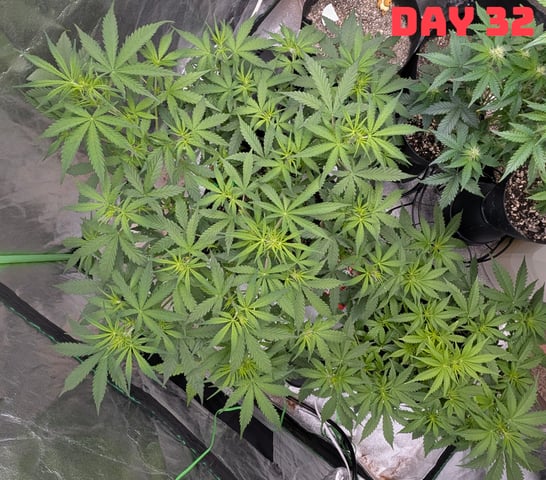 Strawberry Cheesecake Seedsman Seeds Autoflowers x2 — seedling_rooting, day 35