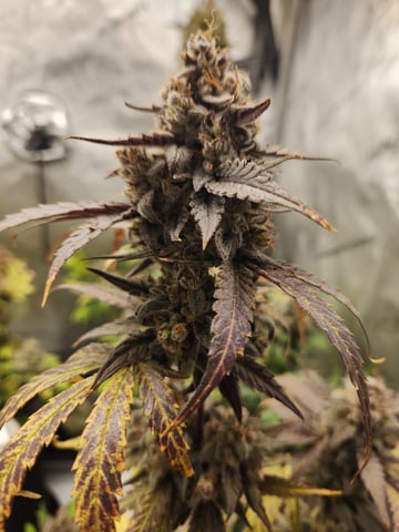 Another round of Mephisto Genetics from Schoolyard Crush and Do-si-delirium drops. — flower, day 81