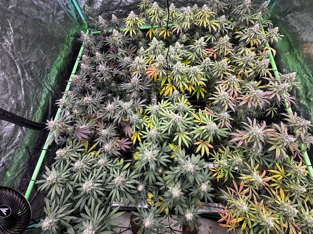 Pink Passion Fruit — flower, day 99