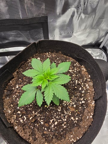 Northern lights #10 2nd plant (Selkies) — vegetative, day 16