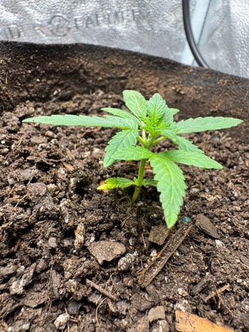  Acapulco gold auto July  — vegetative, day 16