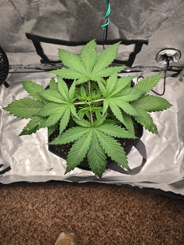 First grow — seedling_rooting, day 28